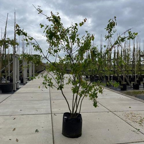 Prakthäggmispel - Amelanchier lamarckii 250-300 MS 2T CONT